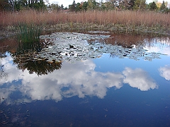25 Shiawassee National Wildlife Refuge [2008 Nov 5]
